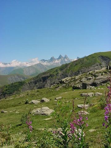 AIGUILLES-ARVES-FLEURS-SMALL.JPG