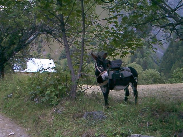 BALADE-EN-ANE ETE-SMALL.JPG