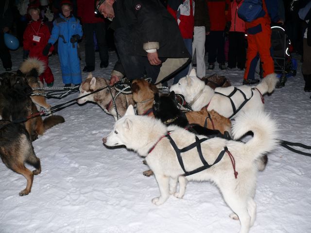 CHIENS-DE-TRAINEAU-SMALL.JPG